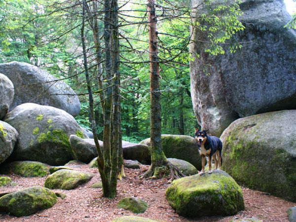 Nehmen Sie sich Zeit für einen Spaziergang mit dem Hund durch den Schwarzwald