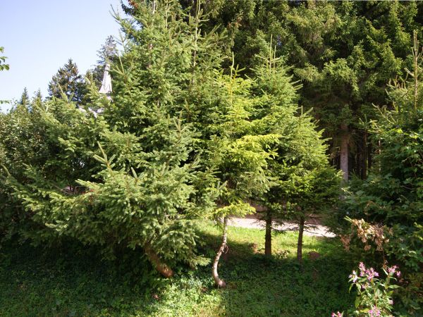 Zimmer Nr. 7 mit idyllischem Blick in die Natur