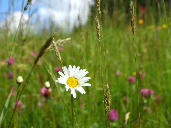 Der Frühling ist erwacht - Blumen und Gräser zeigen sich in voller Pracht