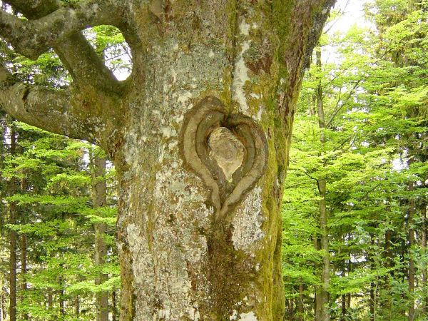 Balzer Hergott - eine in Weidbuche eingewachsene steinerne Christusfigur im mittleren Schwarzwald