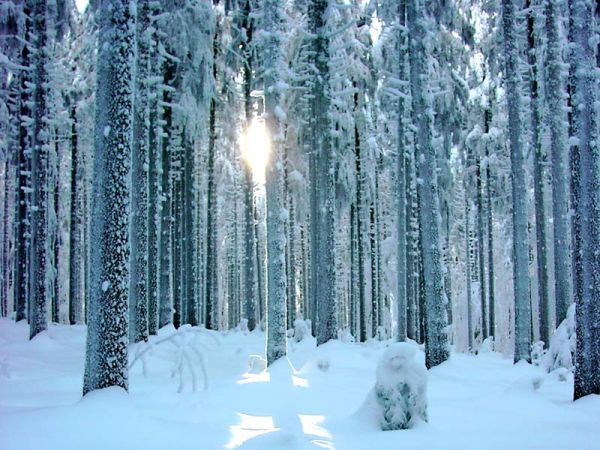 Die Sonnenstrahlen funkeln im Schnee